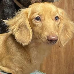 Baby - Dachshund