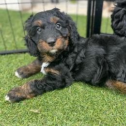 Bradley-Red boy - Black and tan male Companion Cross puppy in Calimesa, California from Teakwoodpoodleofsocal