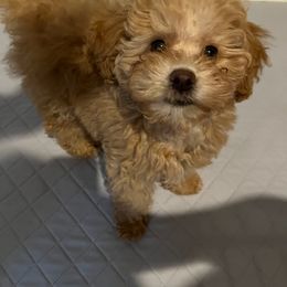 Peanut - Apricot Poodle puppy in Mabelvale, Arkansas from Durham's Designer Poos