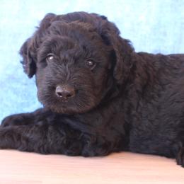 Finn - Black male Labradoodle puppy in Apache Junction, Arizona from Loving Doodle