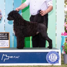 Mike - Portuguese Water Dog