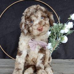 Luna - Merle female Labradoodle puppy in Millersburg, Ohio from My Pals