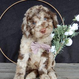 Luna - Merle female Labradoodle puppy in Millersburg, Ohio from My Pals