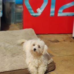Coton de Tulear and Poodle Puppies from Legacy Pets