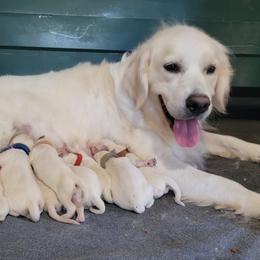 Luna - Golden Retriever