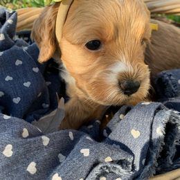 Cockapoo Puppies from ApplebyFarm