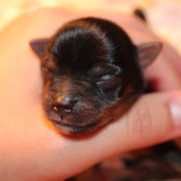 Yorkshire Terrier Puppies from Alina's Royal Yorkies