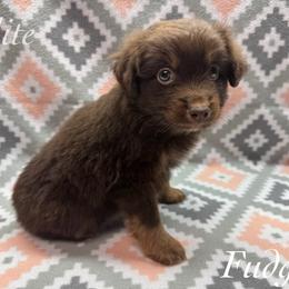 Fudge - Red tri male Miniature Australian Shepherd puppy in Corpus Christi, Texas from Elite Miniature Australian Shepherds