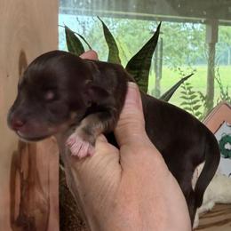 Prada - Liver female Miniature Schnauzer puppy in Silver Creek, Mississippi from Mamie’s Minis, LLC