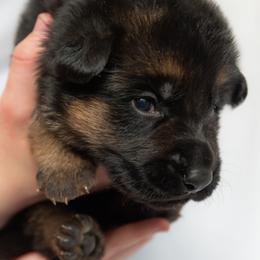 German Shepherd Puppies from Uinta Mountain Shepherds