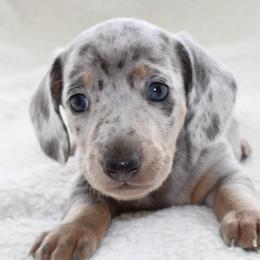 Walton BLUE EYES - Dapple male Dachshund puppy in Fairfax, Iowa from Grayson’s Lovable Dachshunds
