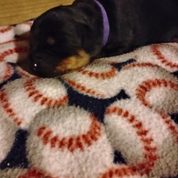 Boy 4 - male Rottweiler puppy in Jacksonville, Florida from Vom Jobaer Rottweilers