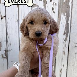 Girl 2 - female Goldendoodle puppy in Snowflake, Arizona from Arizona Darling Doodles