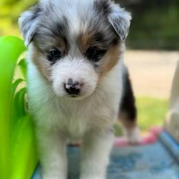 Newbury - Blue merle male Australian Shepherd puppy in Massachusetts from Knauer Australian Shepherds