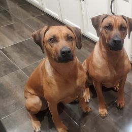 Rhodesian Ridgeback All Grown Up from Zanata Rhodesian Ridgebacks