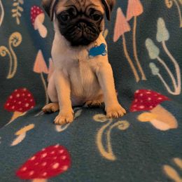 Pug Puppies from Lisa's Pugalicious Pugs