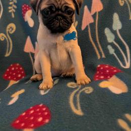 Pug Puppies from Lisa's Pugalicious Pugs