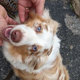 Rosie - Miniature Australian Shepherd