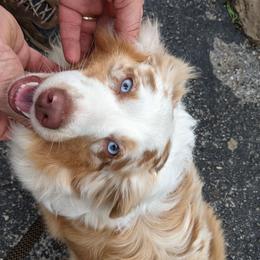 Rosie - Miniature Australian Shepherd