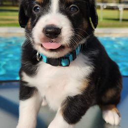 Black Mouth Curs and Miniature American Shepherds from C5 Kennels