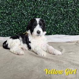 Yellow Girl - Black female Goldendoodle puppy in Modesto, California from Two Doods Doodles