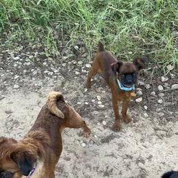 Brussels Griffon Puppies from Looking Glass Brussels Griffons