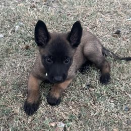 Female confident, intelligent and beautiful - Liver female Belgian Malinois puppy in Dallas, Texas from OreVis Malinois