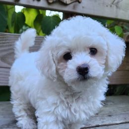 Havapoo Puppies from My Havapoo Puppy