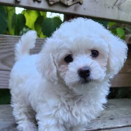 Havapoo Puppies from My Havapoo Puppy