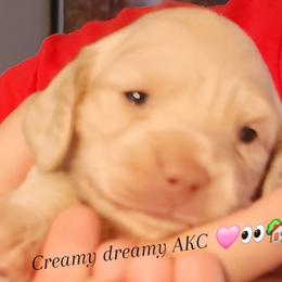 Creamy dreamy - Dapple female Dachshund puppy in Anderson, South Carolina from Iron Butterfly Kennels