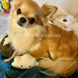 Chief - Chihuahua