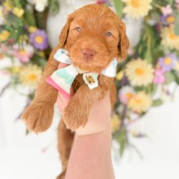 Goldendoodle Puppies from Summer Sun Doodles