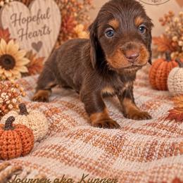 Journey - Chocolate and tan male Dachshund puppy in Riverton, Wyoming from Wild Rose Ridge Doxies
