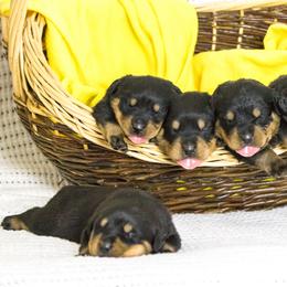 Rottweiler Puppies from Von Hause Sarjen
