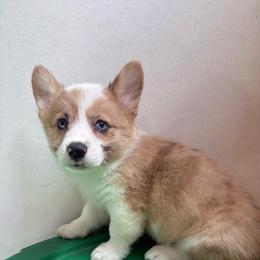 Tucker - White and red male Pembroke Welsh Corgi puppy in Springfield, Missouri from Taylor