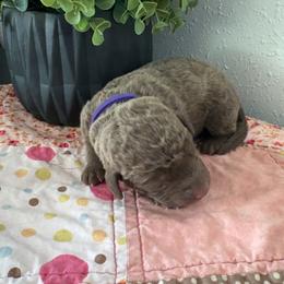 Girl 2 - Deadgrass female Chesapeake Bay Retriever puppy in Lewiston, Utah from Bellus Chesapeakes
