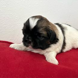 Prince - Tricolor male Shih Tzu puppy in Weeki Wachee, Florida from Svitlana Geist