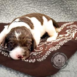 Mister Brown - Chocolate male Australian Labradoodle puppy in Wake Forest, North Carolina from Lucky Country Labradoodles