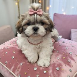 Candy - Tricolor female Shih Tzu puppy in Port Orchard, Washington from Buttons N Bows