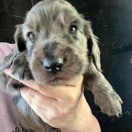 Walla Walla - Dapple male Dachshund puppy in Bigfork, Minnesota from Dachshunds Up North