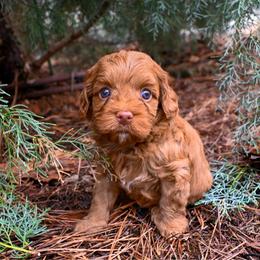 Scarlett - Caramel red female Australian Labradoodle puppy in Matthews, North Carolina from Weddington Labradoodles