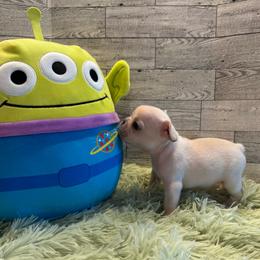Pearl - Cream female French Bulldog puppy in Riverview, Florida from The Frenchie Lady Co.
