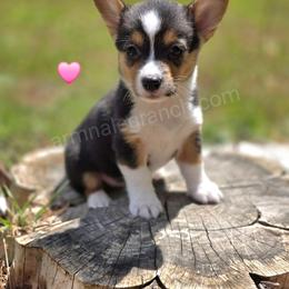 R3 - Black and tan female Pembroke Welsh Corgi puppy in Jacksonville, Texas from ArmnalegRanch LLC