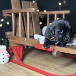 Capricorn - Black male Newfoundland puppy in Tully, New York from Bear Paw Newfoundlands