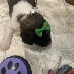 Star - Parti female Poodle puppy in Mobile, Alabama from Semmy’s Standard Poodle LLC