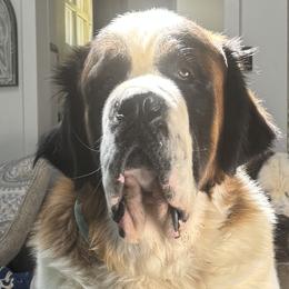 Milo - Saint Bernard