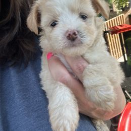 Palomino boy - Palomino male Chinese Crested puppy in Milton, Florida from No Hair Here