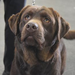 Sterling - Labrador Retriever