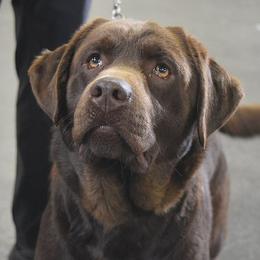 Sterling - Labrador Retriever