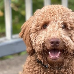 Goldendoodles from Northern Lights Doodles